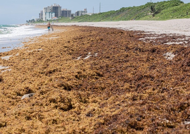 Beach with sargassum on shore